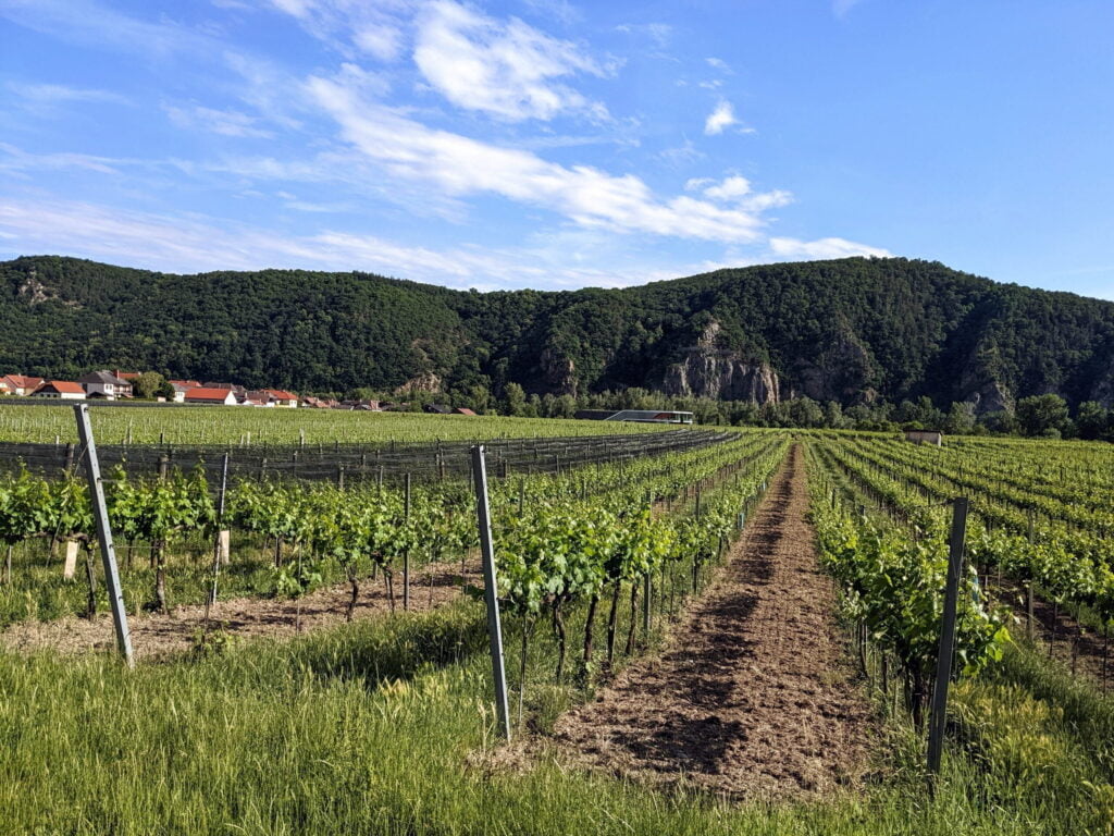gruner veltliner wine grapes growing in the wachau valley in Austria