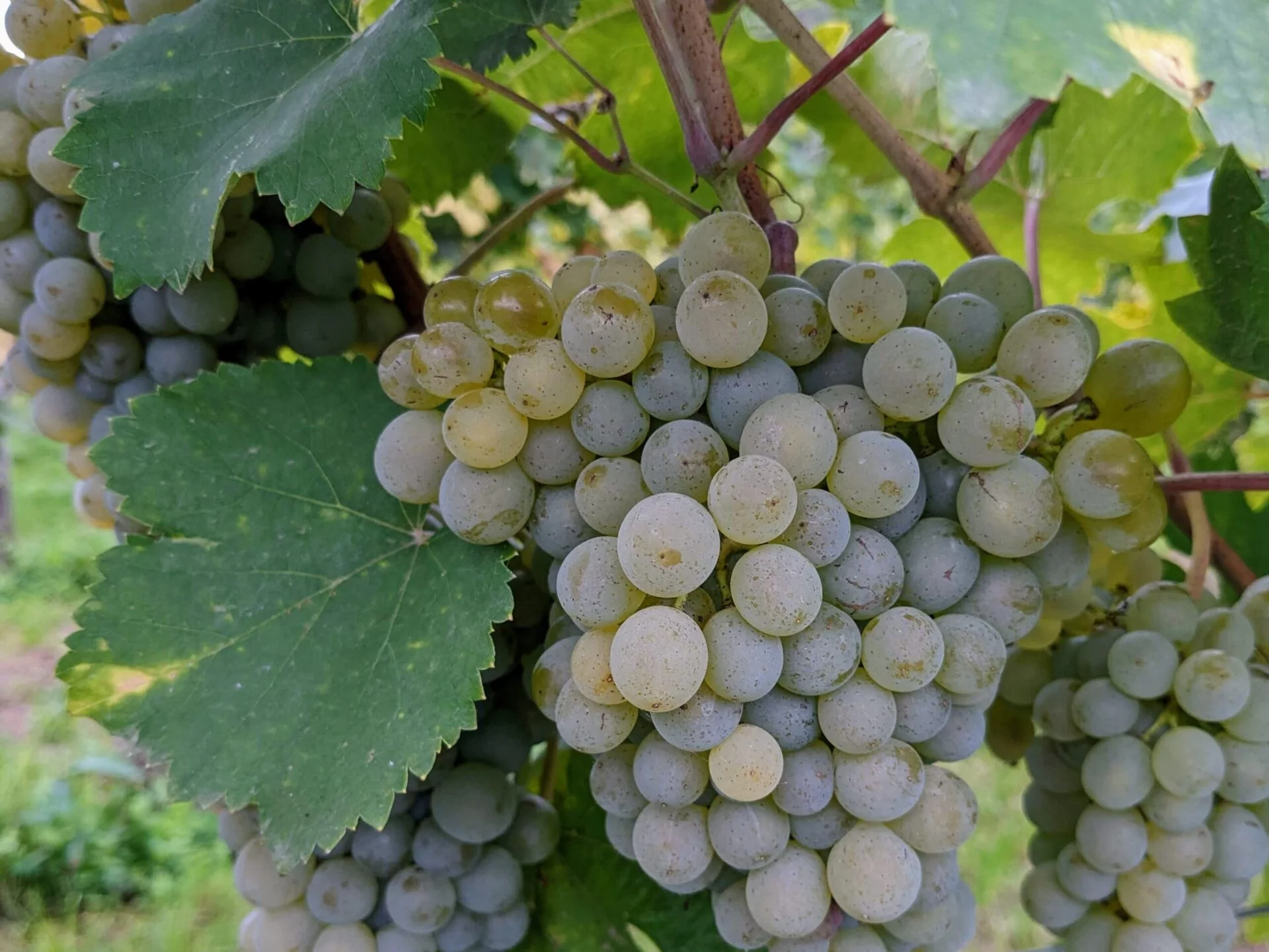 gruner veltliner wine grapes growing on the vine