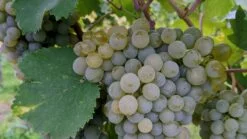 gruner veltliner wine grapes growing on the vine