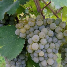 gruner veltliner wine grapes growing on the vine