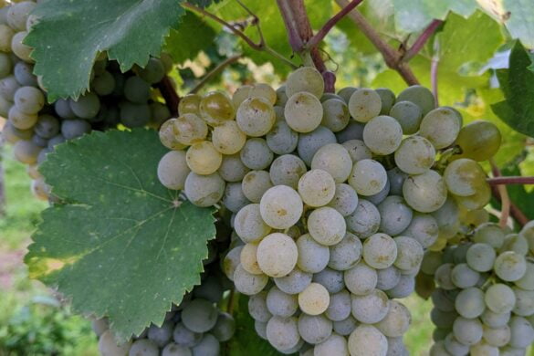 gruner veltliner wine grapes growing on the vine