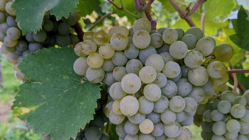 gruner veltliner wine grapes growing on the vine