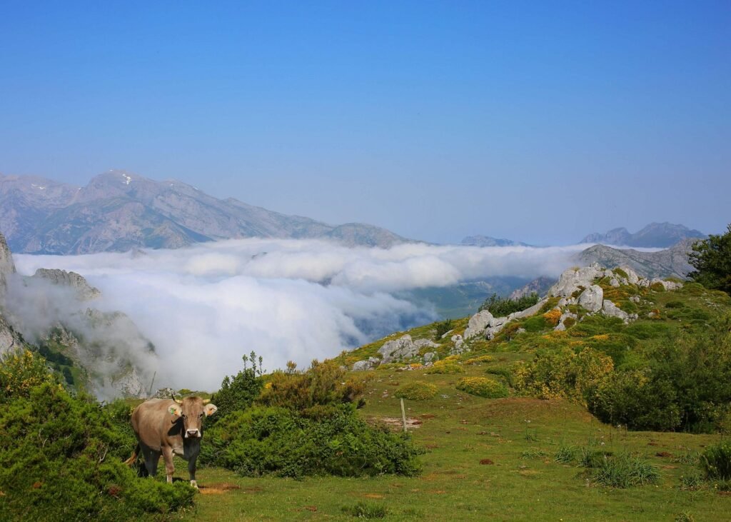 a view over clouds in the picos de europa
