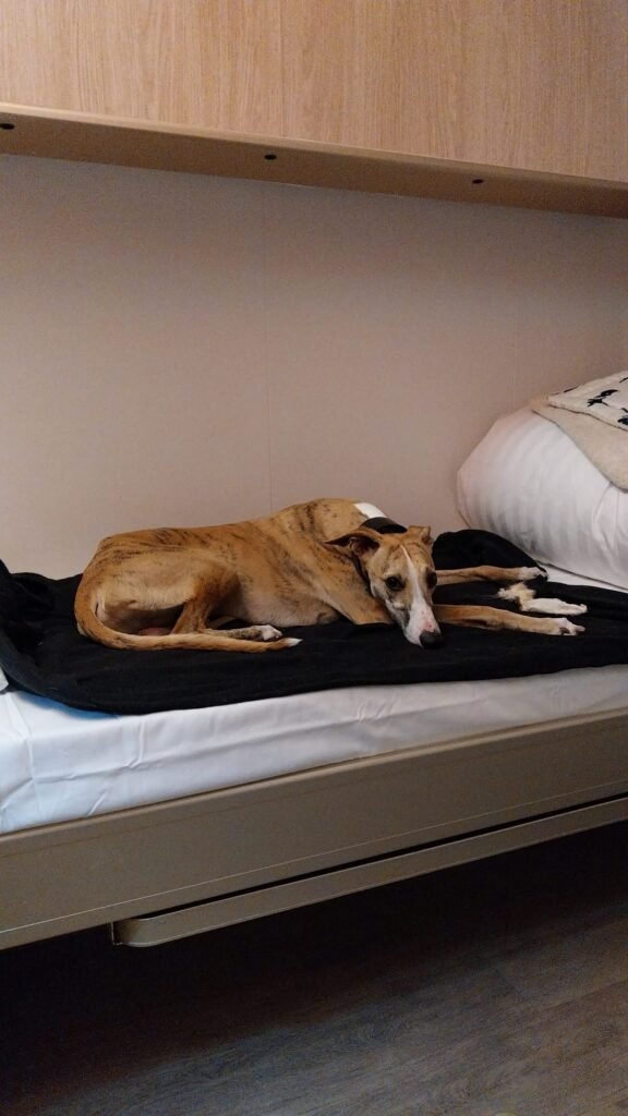a greyhound dog inside a ferry cabin