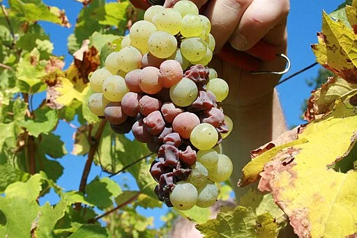 A Guide To Riesling For Beginners: is the bad rep justified?