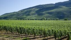 riesling growing in a german vineyard