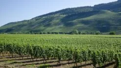riesling growing in a german vineyard