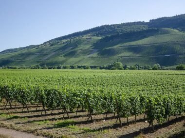 riesling growing in a german vineyard