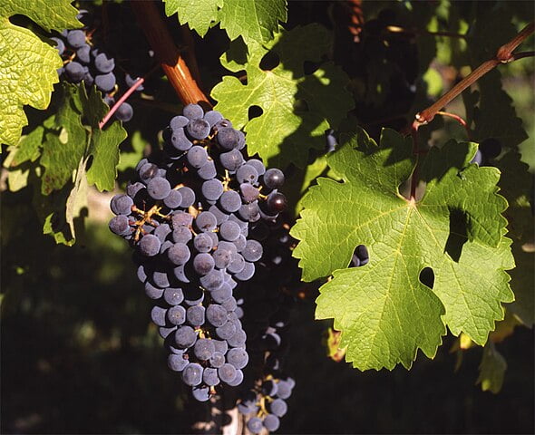 red wine for beginners: cabernet sauvignon wine grapes growing on the vine