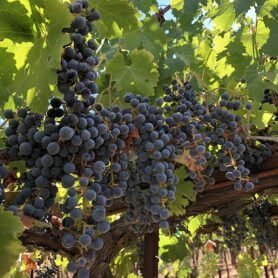 cabernet sauvignon grapes growing on the vine