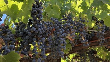 cabernet sauvignon grapes growing on the vine