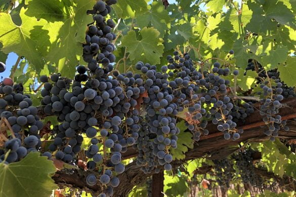 cabernet sauvignon grapes growing on the vine