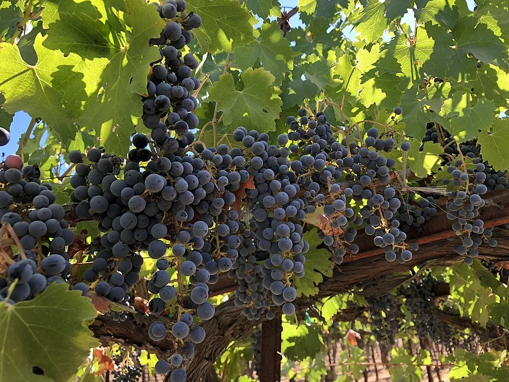 cabernet sauvignon grapes growing on the vine