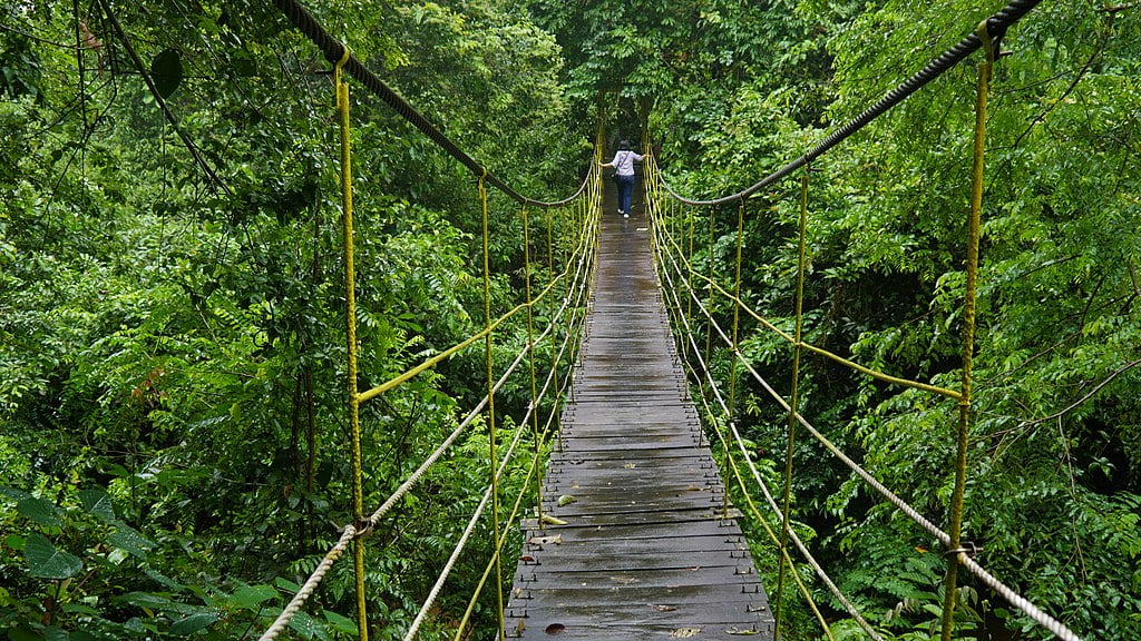 travel insurance worldwide jungle scene crossing a rope bridge