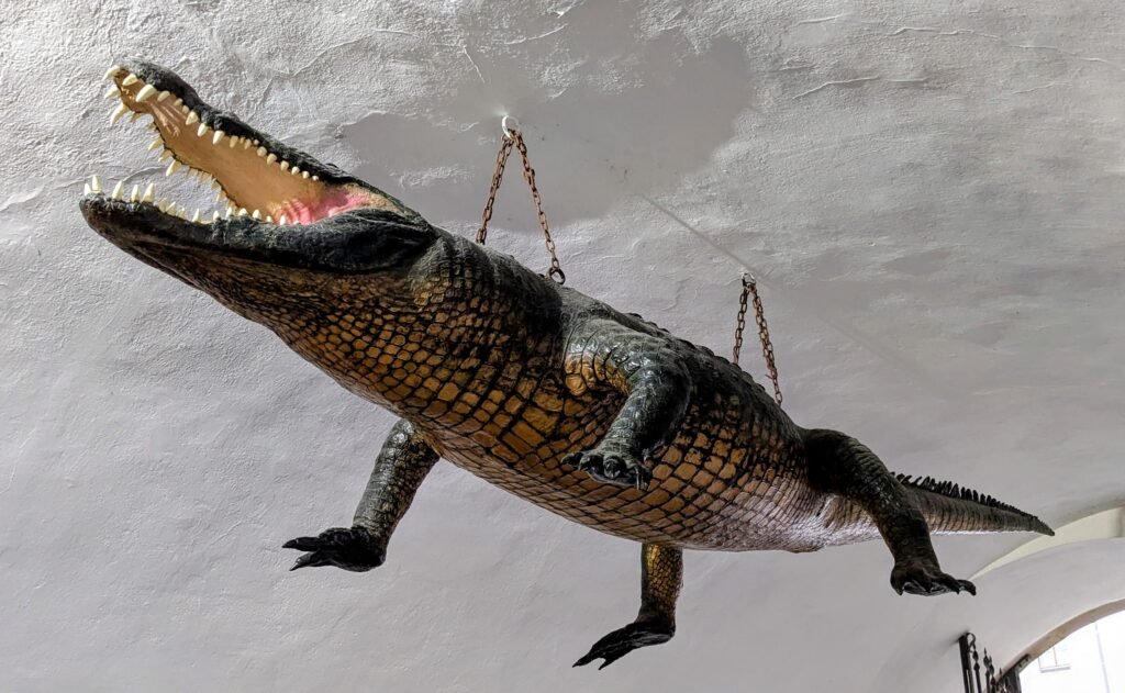 a porcelaine crocodile hanging from the ceiling in brno