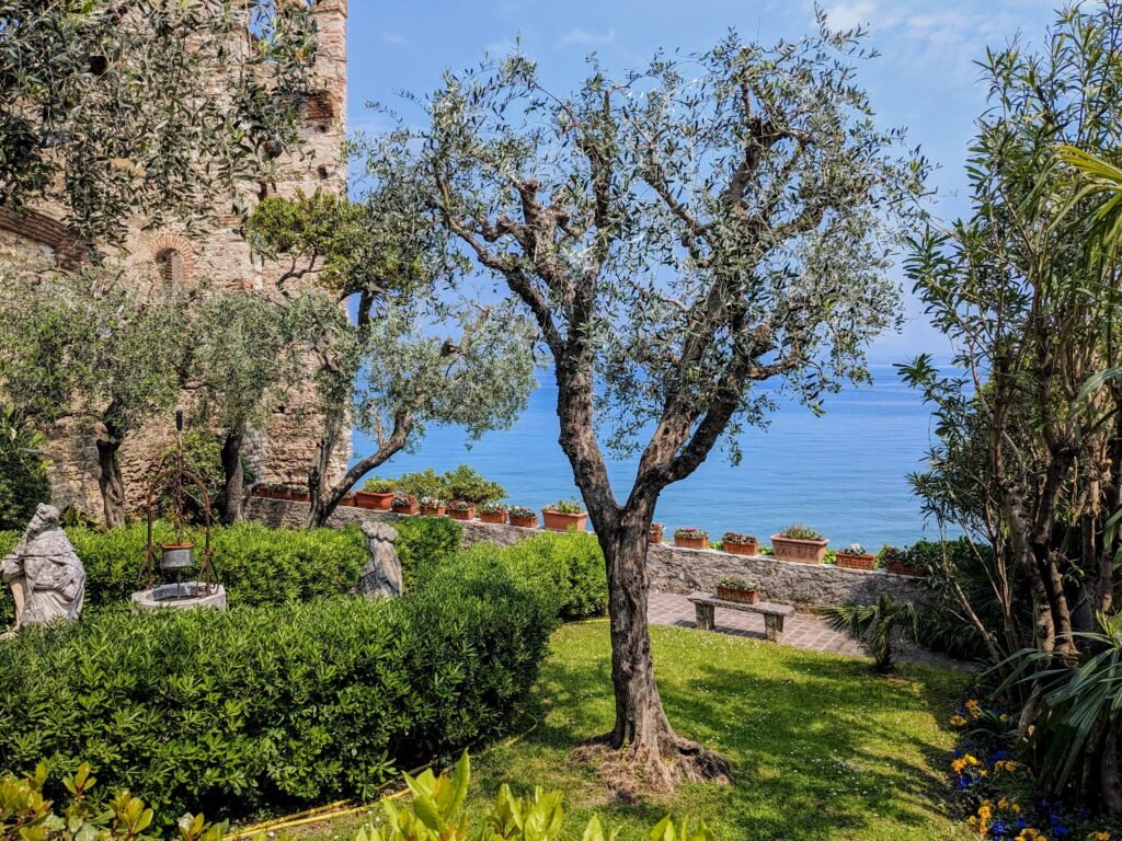 a tree in a small garden overlooking lake garda in the background